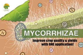 Mycorrhizae Pic